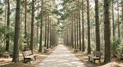 A footpath through tall pine trees with benches at intervals in dappled light.